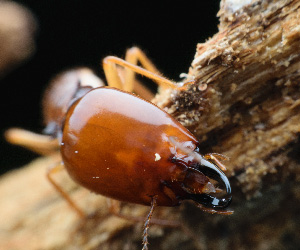 Termite Control in New Smyrna Beach, FL